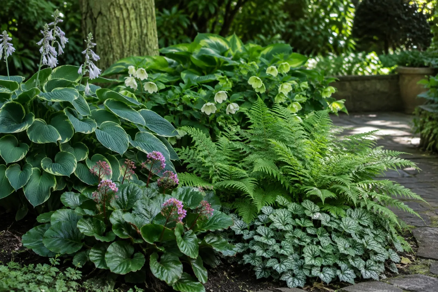 Schaduwrijke border met varens, hosta's, bergenia en zilverbladige bodembedekker